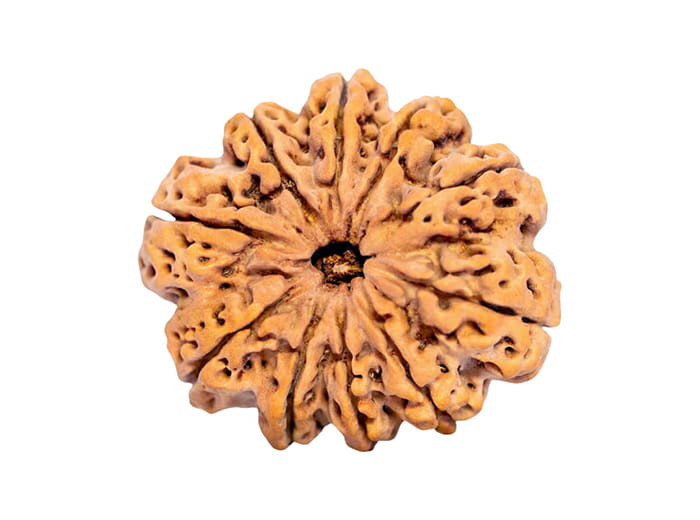 १० मुखी रुद्राक्ष